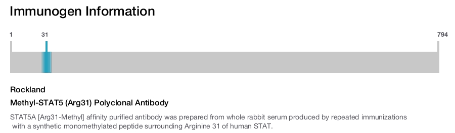 Methyl-STAT5 (Arg31) Polyclonal Antibody
