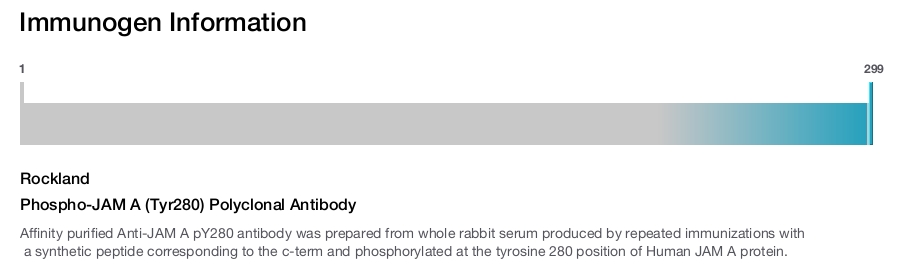 Phospho-JAM A (Tyr280) Polyclonal Antibody