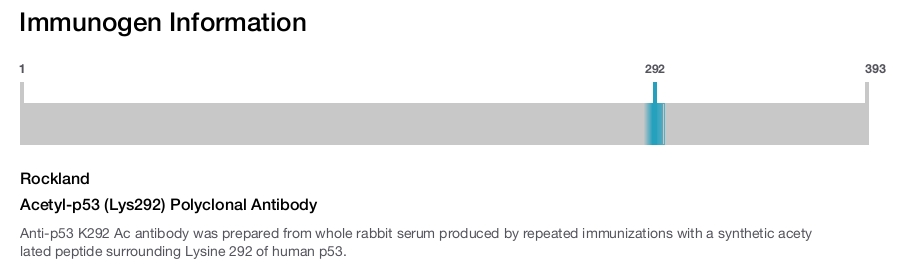 Acetyl-p53 (Lys292) Polyclonal Antibody