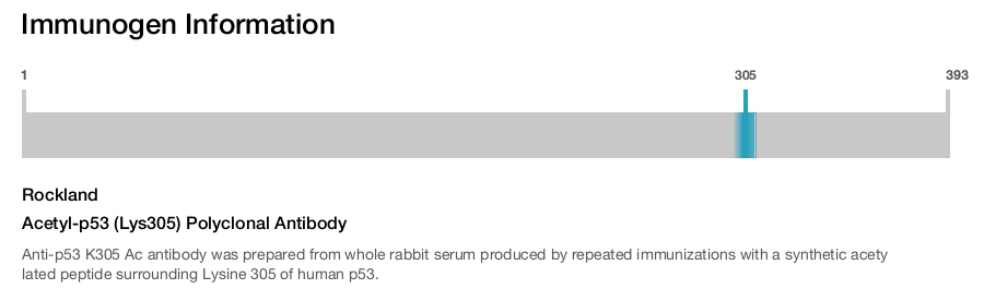 Acetyl-p53 (Lys305) Polyclonal Antibody