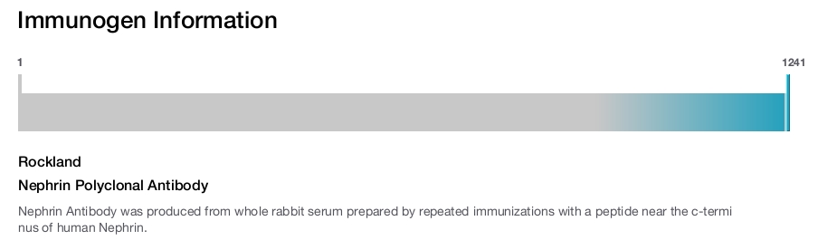 Nephrin Polyclonal Antibody