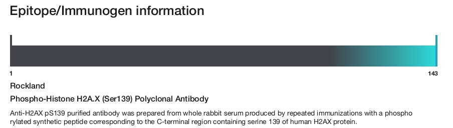 Phospho-Histone H2A.X (Ser139) Polyclonal Antibody