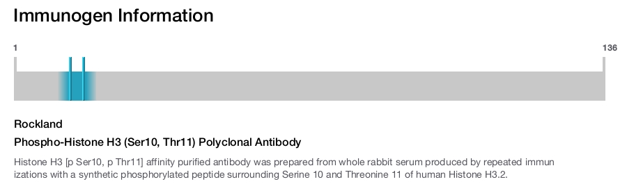 Phospho-Histone H3 (Ser10, Thr11) Polyclonal Antibody