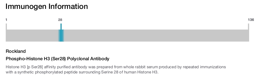 Phospho-Histone H3 (Ser28) Polyclonal Antibody