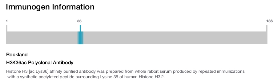 H3K36ac Polyclonal Antibody