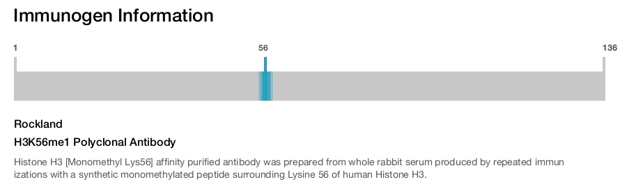 H3K56me1 Polyclonal Antibody