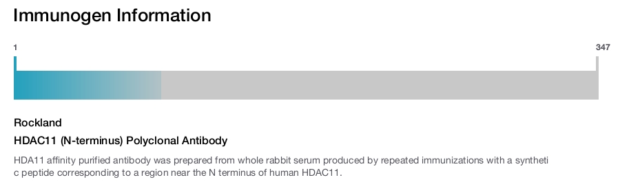 HDAC11 (N-terminus) Polyclonal Antibody