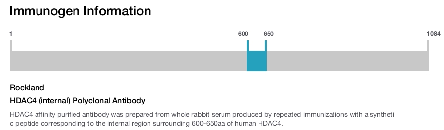 HDAC4 (internal) Polyclonal Antibody