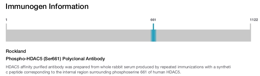 Phospho-HDAC5 (Ser661) Polyclonal Antibody