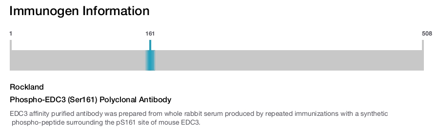 Phospho-EDC3 (Ser161) Polyclonal Antibody