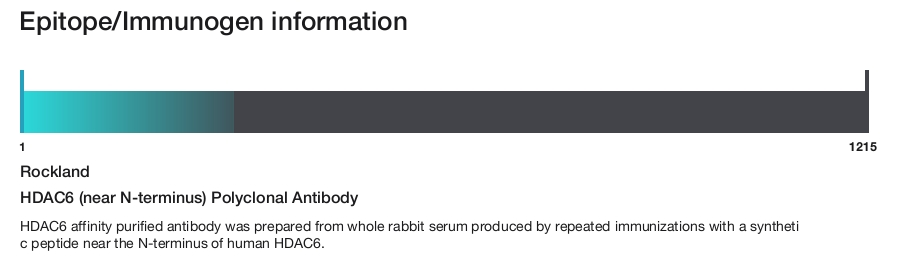 HDAC6 (near N-terminus) Polyclonal Antibody