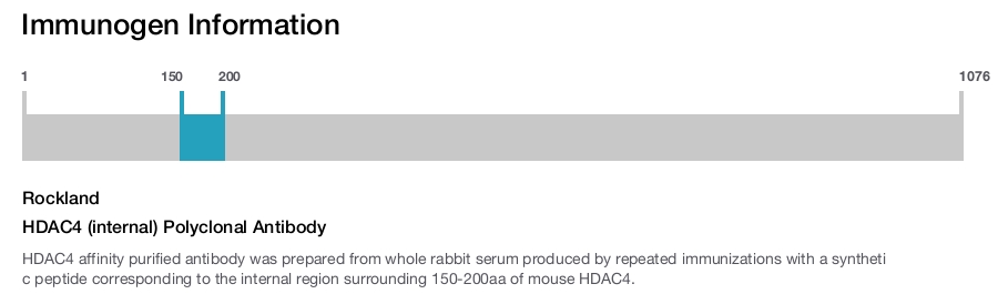 HDAC4 (internal) Polyclonal Antibody