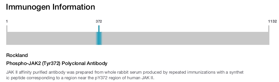 Phospho-JAK2 (Tyr372) Polyclonal Antibody