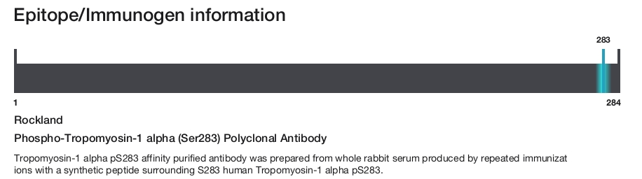 Phospho-Tropomyosin-1 alpha (Ser283) Polyclonal Antibody
