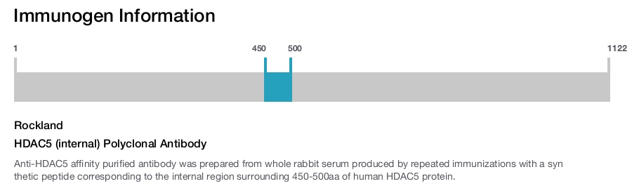 HDAC5 (internal) Polyclonal Antibody