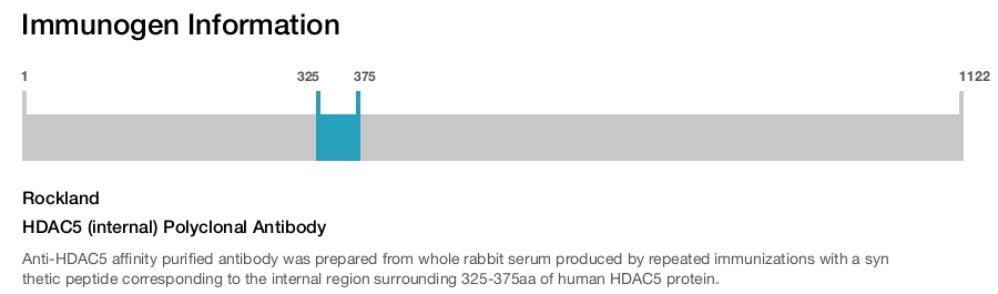 HDAC5 (internal) Polyclonal Antibody