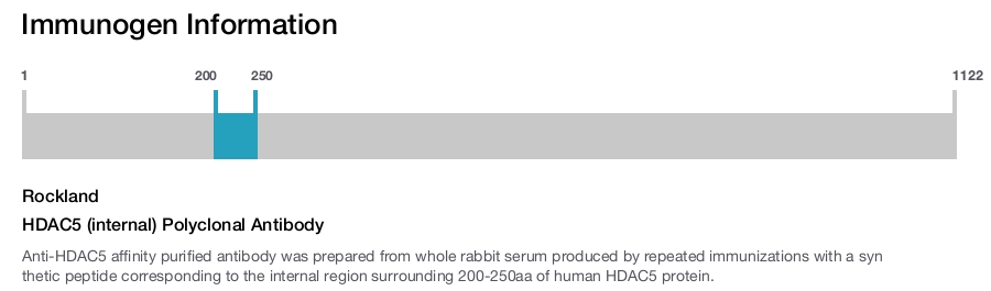 HDAC5 (internal) Polyclonal Antibody