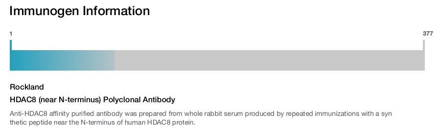 HDAC8 (near N-terminus) Polyclonal Antibody
