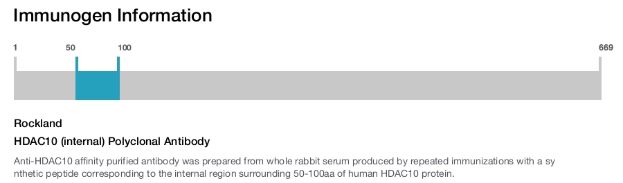 HDAC10 (internal) Polyclonal Antibody