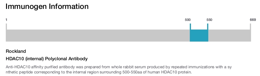 HDAC10 (internal) Polyclonal Antibody