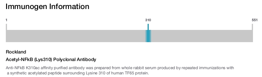 Acetyl-NFkB (Lys310) Polyclonal Antibody