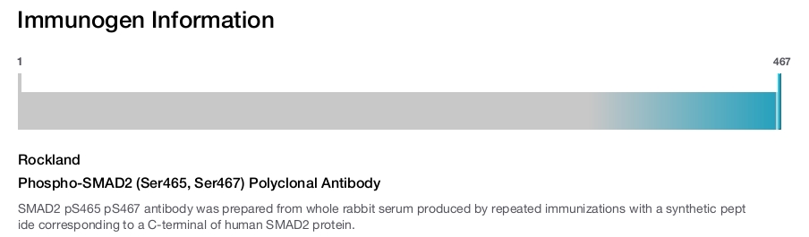 Phospho-SMAD2 (Ser465, Ser467) Polyclonal Antibody