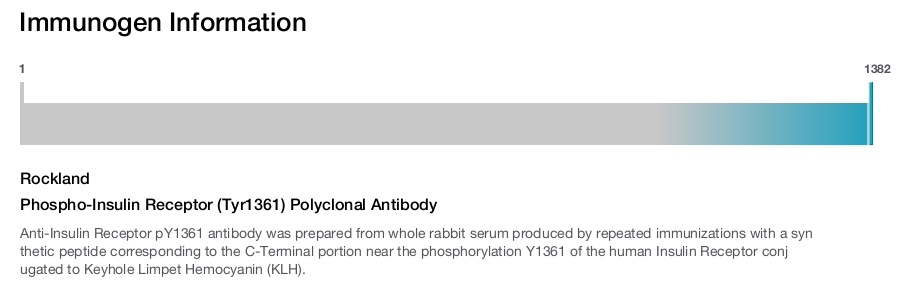 Phospho-Insulin Receptor (Tyr1361) Polyclonal Antibody