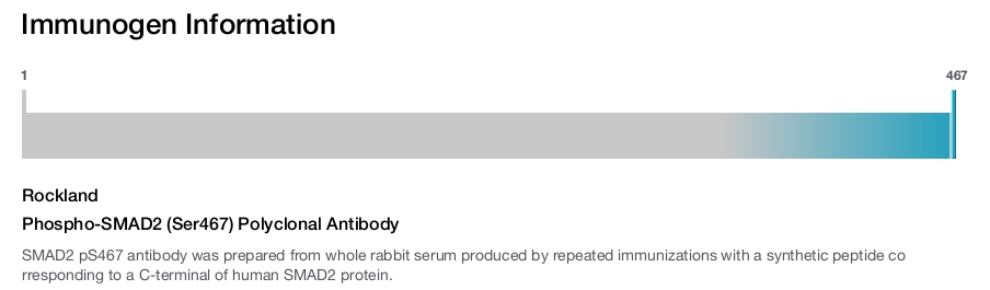 Phospho-SMAD2 (Ser467) Polyclonal Antibody