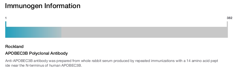APOBEC3B Polyclonal Antibody