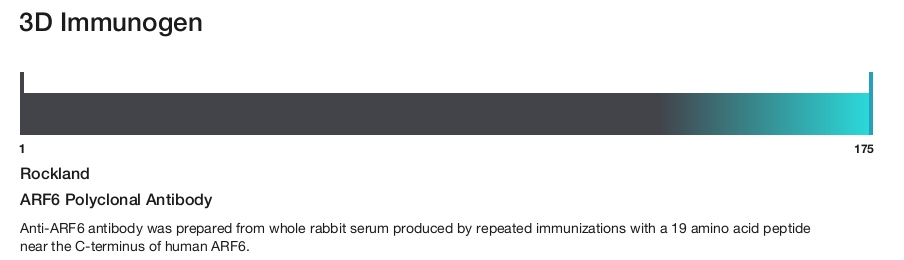 ARF6 Polyclonal Antibody
