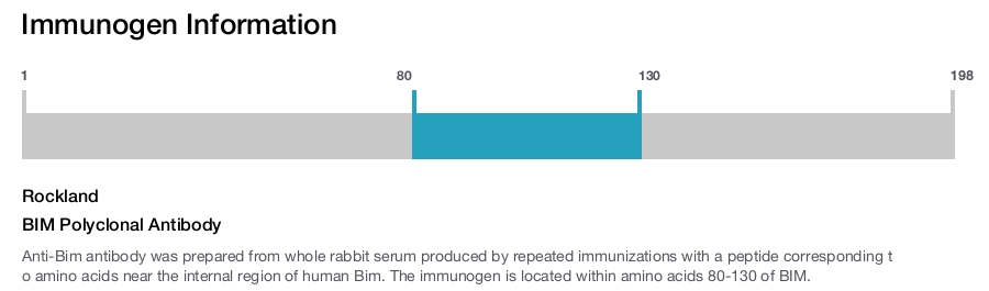BIM Polyclonal Antibody