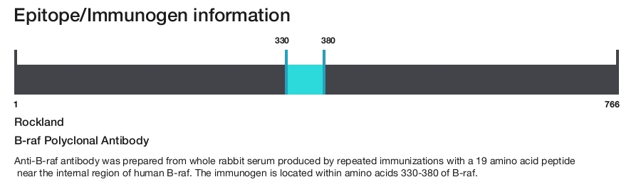B-raf Polyclonal Antibody