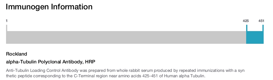 alpha-Tubulin Polyclonal Antibody, HRP