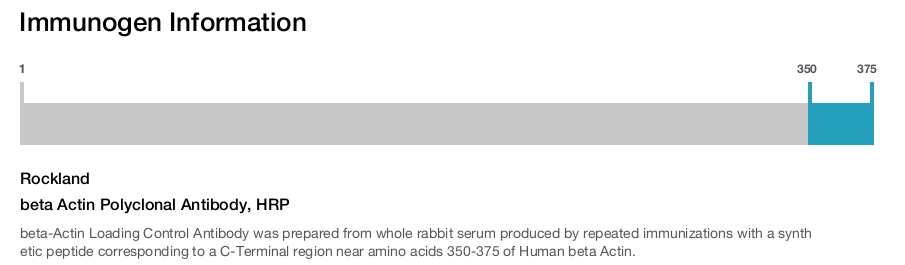 beta Actin Polyclonal Antibody, HRP