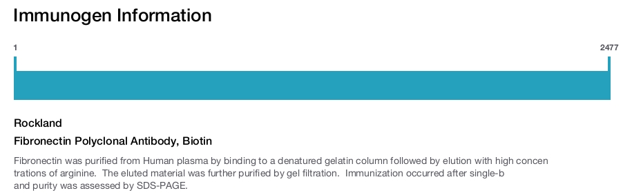 Fibronectin Polyclonal Antibody, Biotin