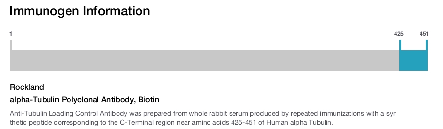 alpha-Tubulin Polyclonal Antibody, Biotin