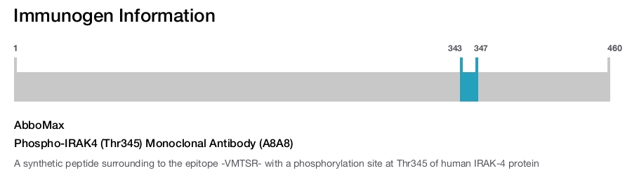 Phospho-IRAK4 (Thr345) Monoclonal Antibody (A8A8)