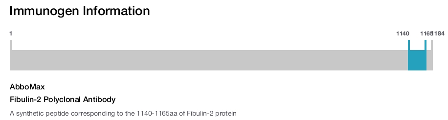 Fibulin-2 Polyclonal Antibody