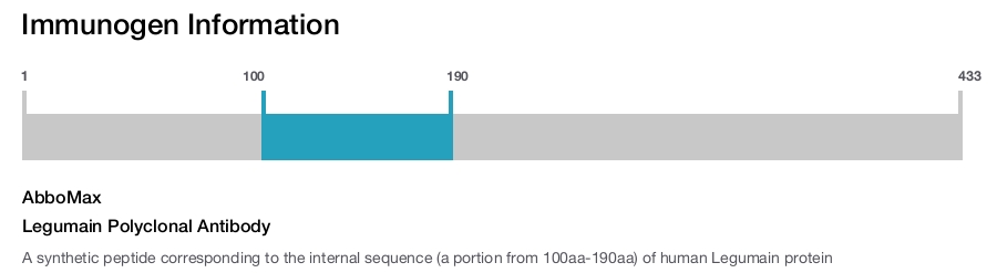 Legumain Polyclonal Antibody