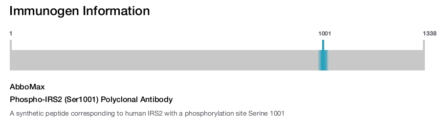 Phospho-IRS2 (Ser1001) Polyclonal Antibody