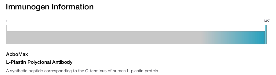 L-Plastin Polyclonal Antibody