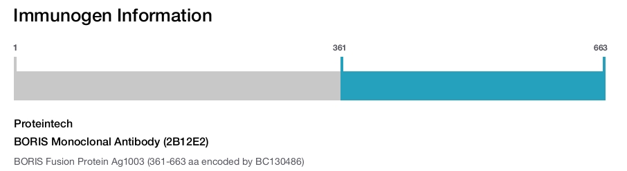 BORIS Monoclonal Antibody (2B12E2)