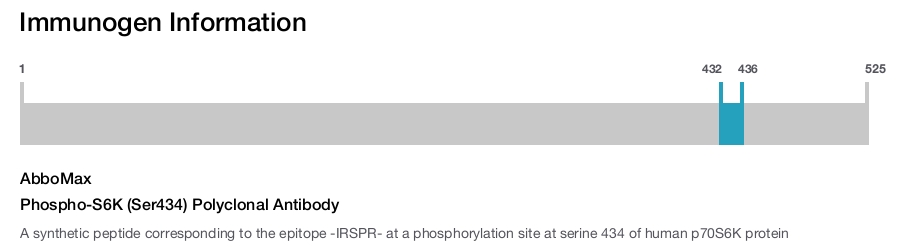 Phospho-S6K (Ser434) Polyclonal Antibody
