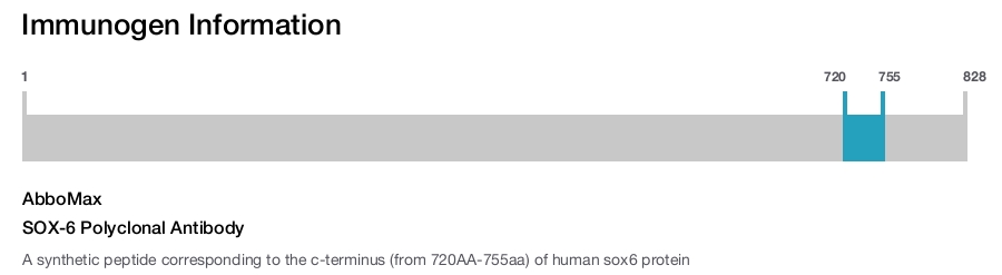 SOX-6 Polyclonal Antibody