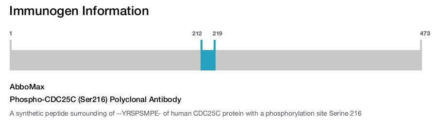 Phospho-CDC25C (Ser216) Polyclonal Antibody