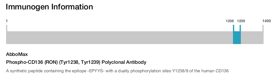 Phospho-CD136 (RON) (Tyr1238, Tyr1239) Polyclonal Antibody