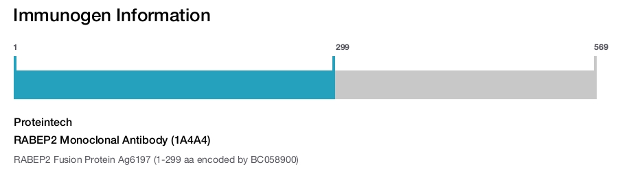 RABEP2 Monoclonal Antibody (1A4A4)