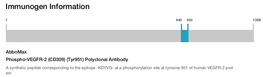 Phospho-VEGFR-2 (CD309) (Tyr951) Polyclonal Antibody
