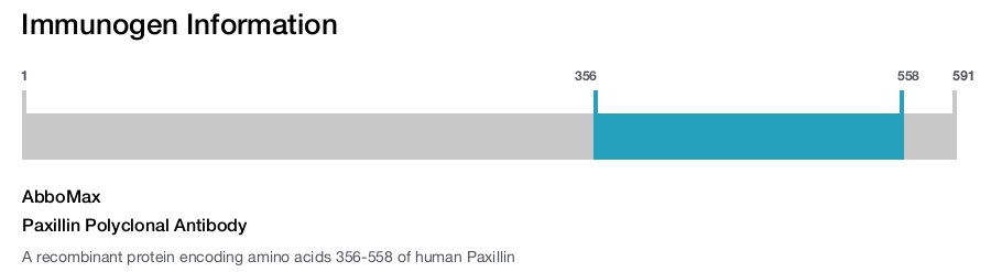 Paxillin Polyclonal Antibody