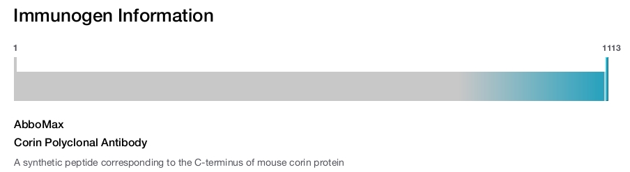 Corin Polyclonal Antibody